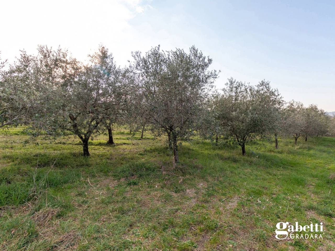 immagine annuncio 10 di 14