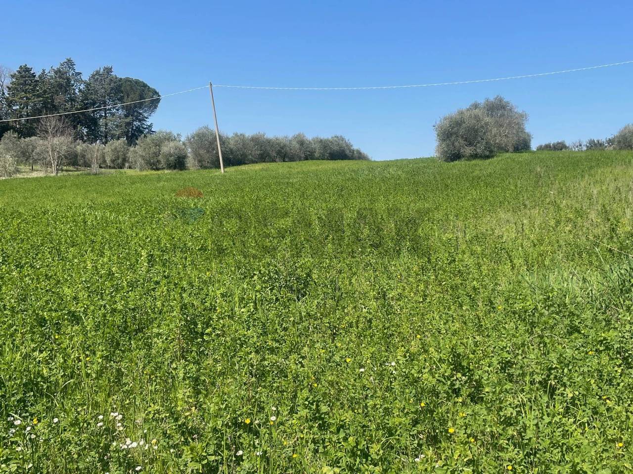 immagine annuncio 2 di 7