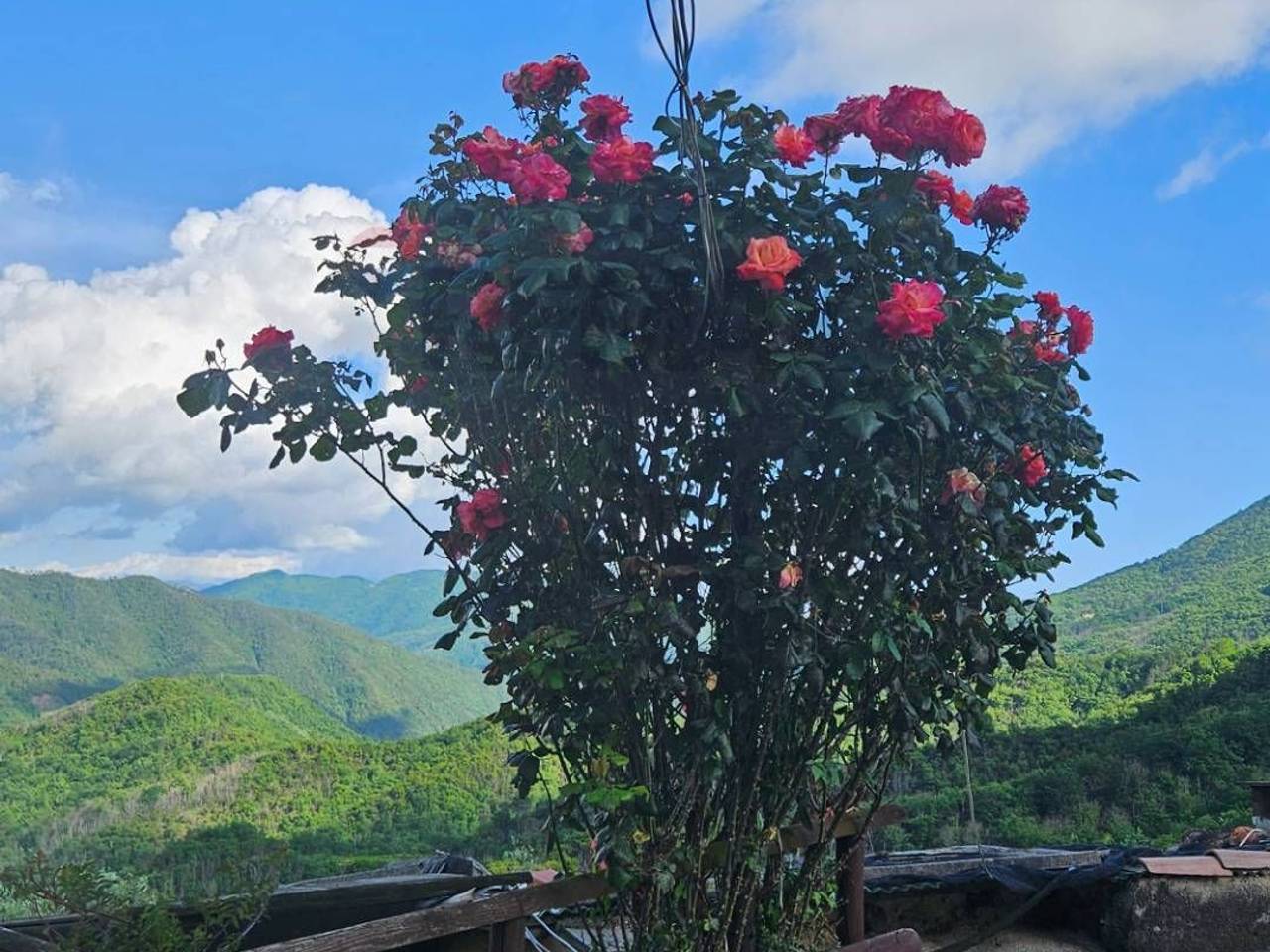 immagine annuncio 13 di 15