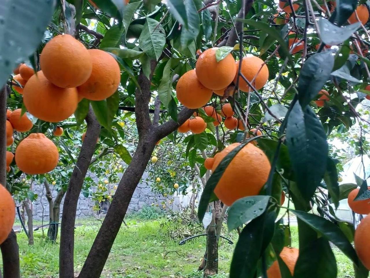 immagine annuncio 1 di 9