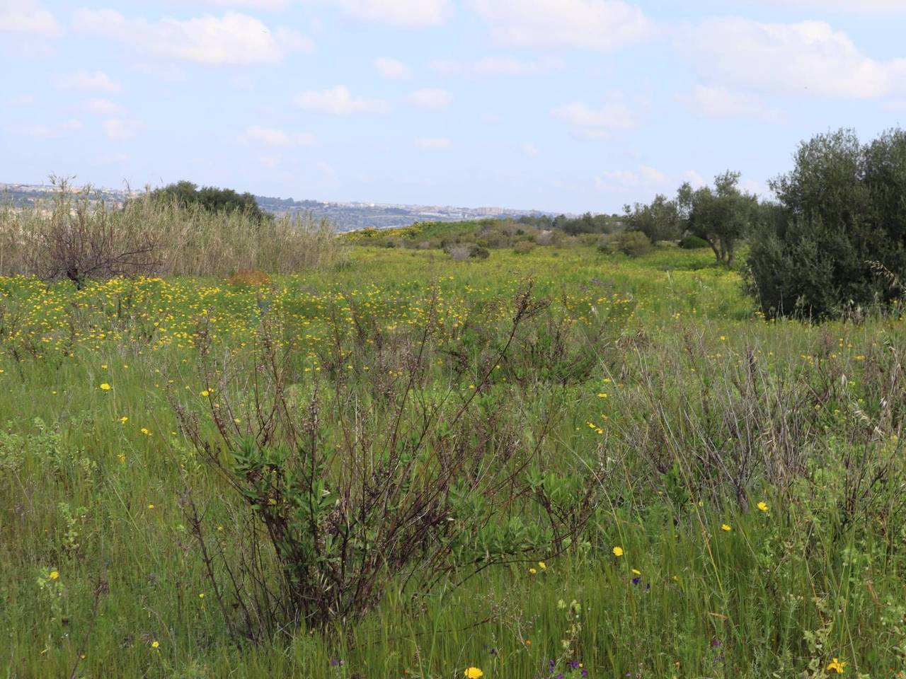 immagine annuncio 6 di 13