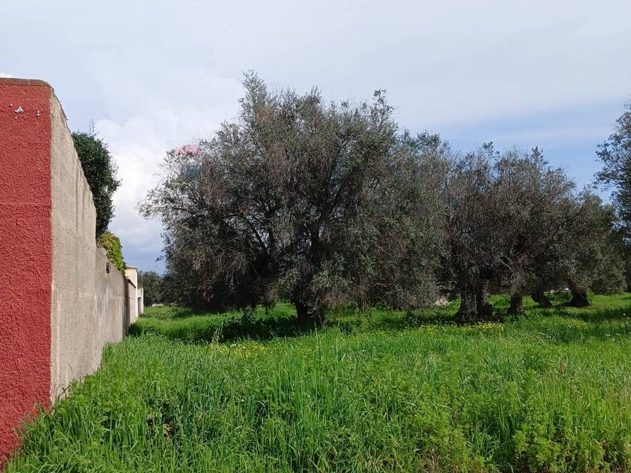 immagine annuncio 3 di 6