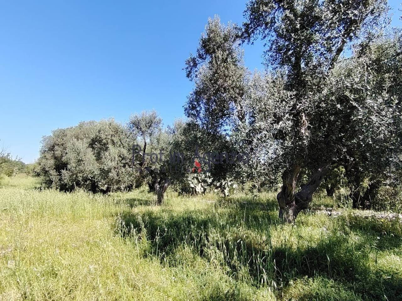 immagine annuncio 7 di 11