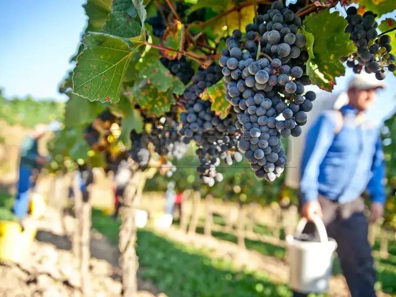 immagine annuncio 1 di 6