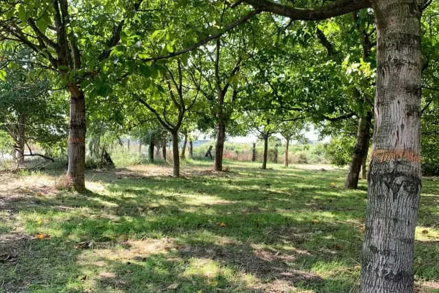 Terreno agricolo in Via Candelara, Acerra - Foto 1