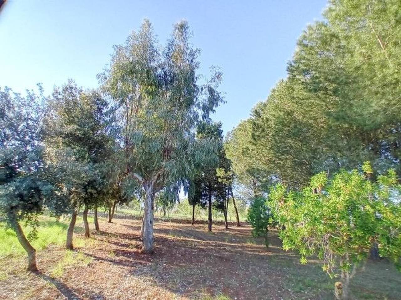 immagine annuncio 11 di 12