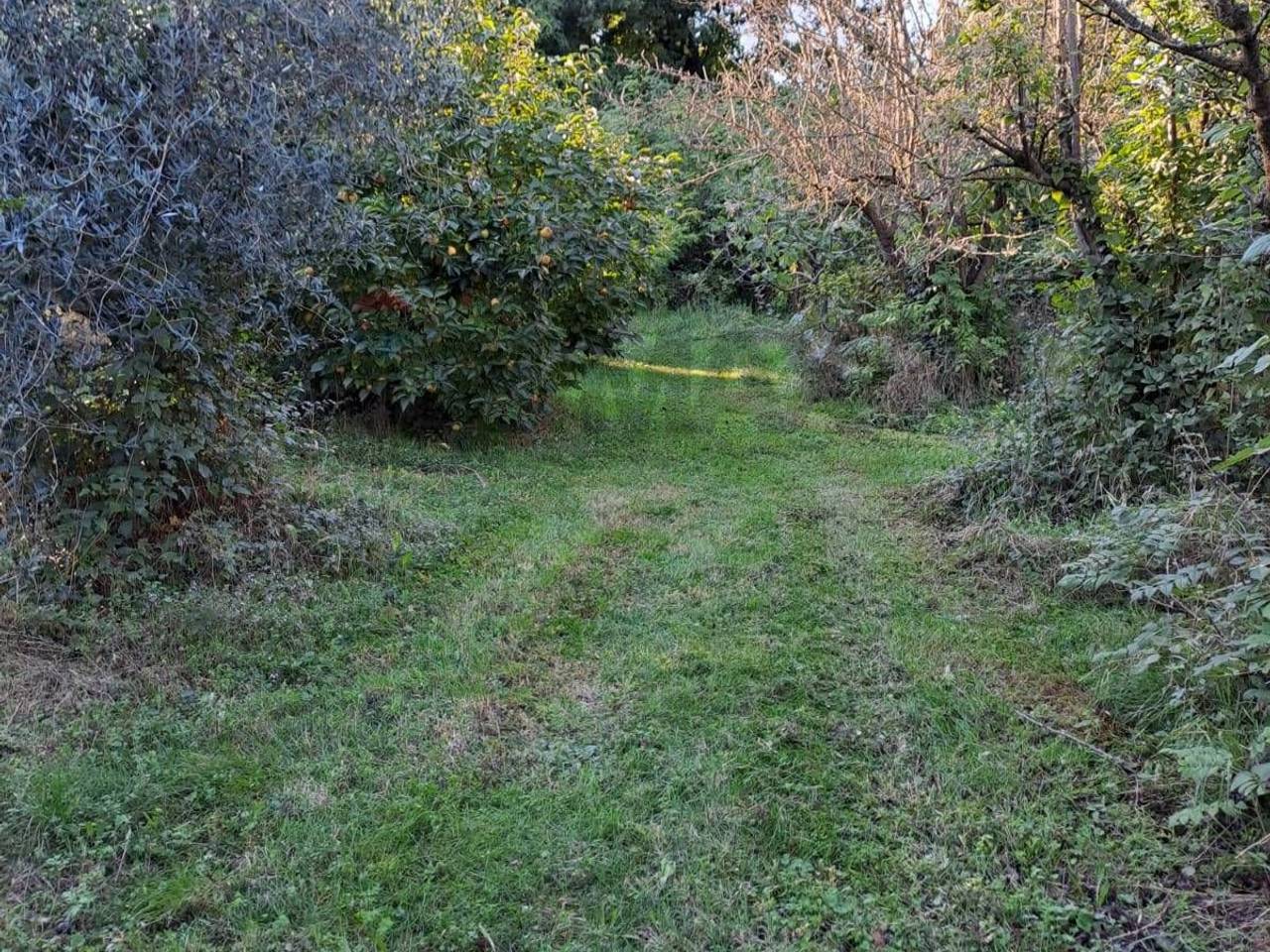 immagine annuncio 5 di 7