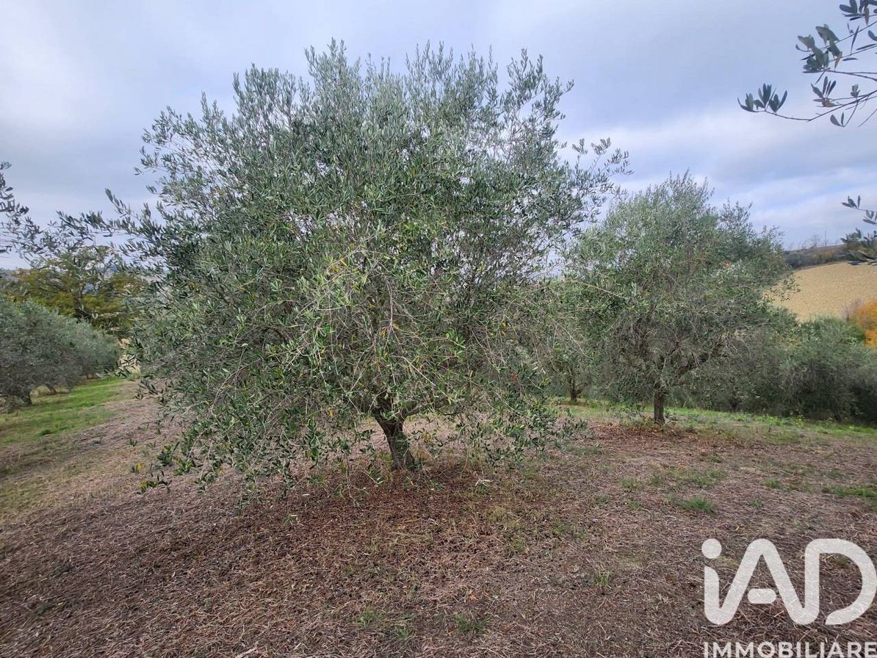 immagine annuncio 2 di 7