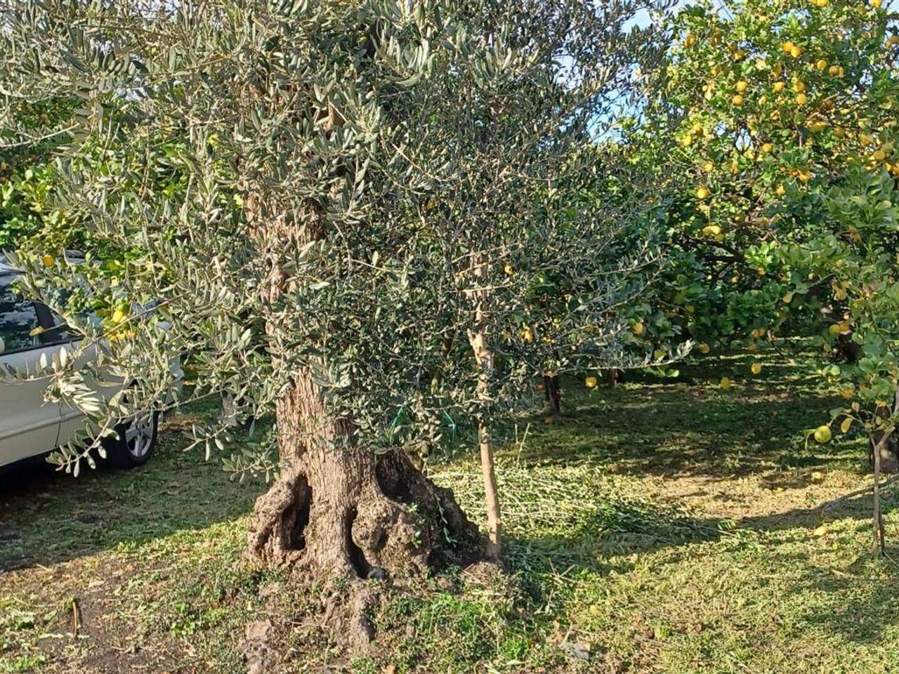 immagine annuncio 6 di 9