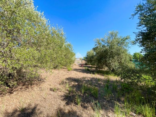 Terreno agricolo in Via Badino Vecchia 27, Terracina - Foto 1