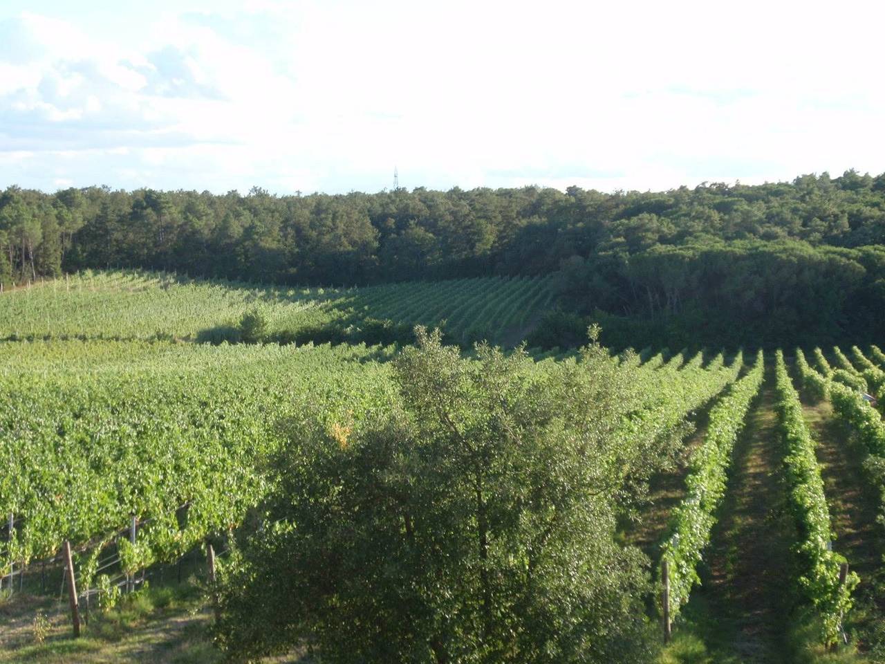 immagine annuncio 10 di 14