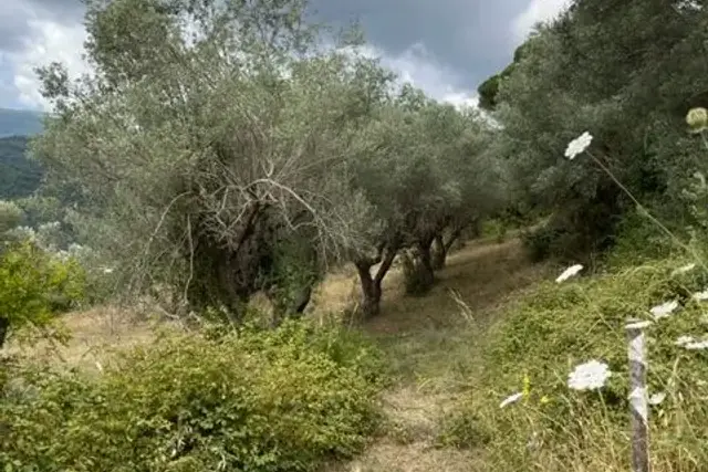 insertion image