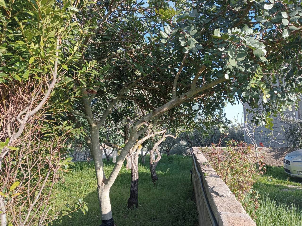 immagine annuncio 5 di 6