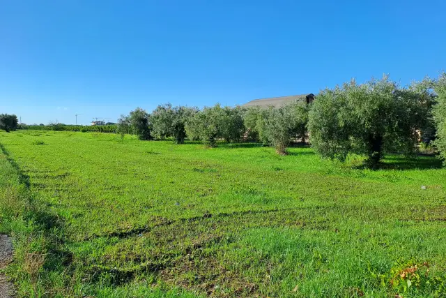 Agrargrundstück in Via dei Piani di Monte Savello, Albano Laziale - Foto 1