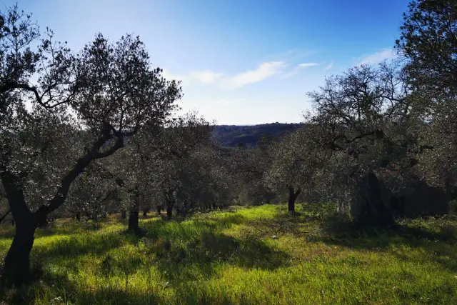 Terreno agricolo in Via delle Pantane, Montorio Romano - Foto 1