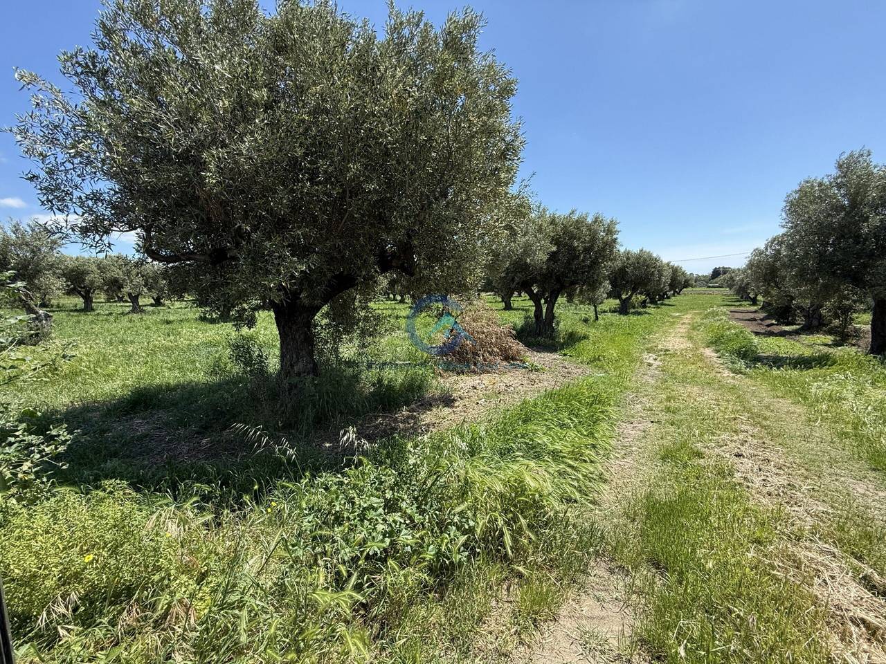 immagine annuncio 3 di 7