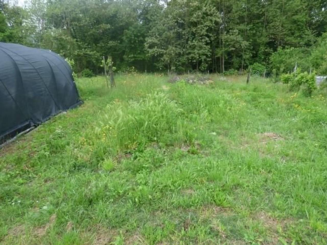 immagine annuncio 5 di 12