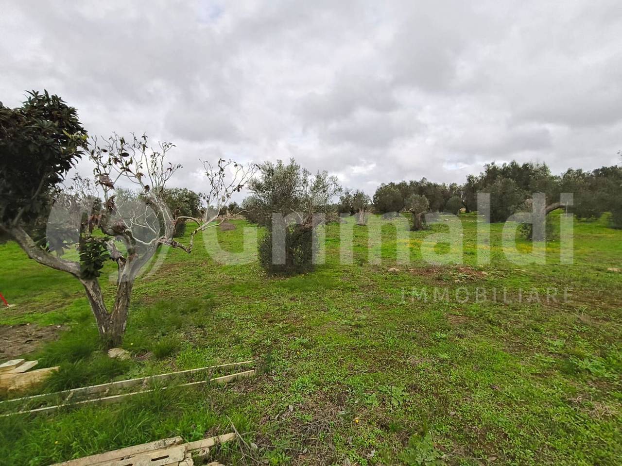 immagine annuncio 5 di 9