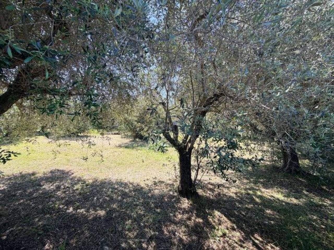 immagine annuncio 4 di 6