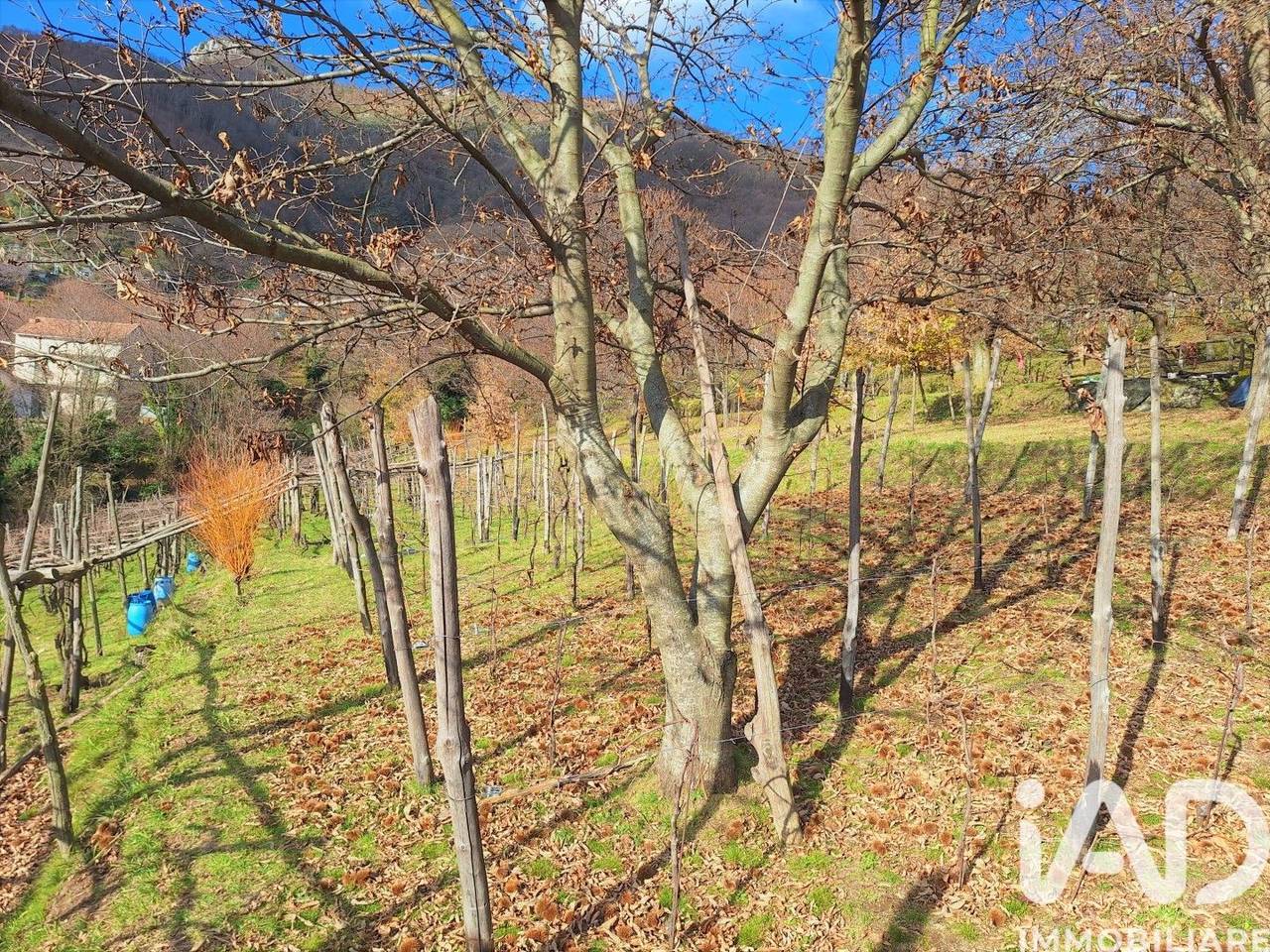 immagine annuncio 12 di 15