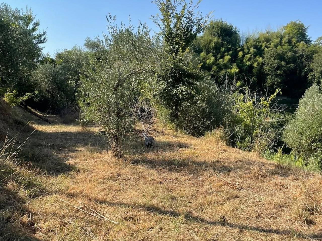 immagine annuncio 1 di 9