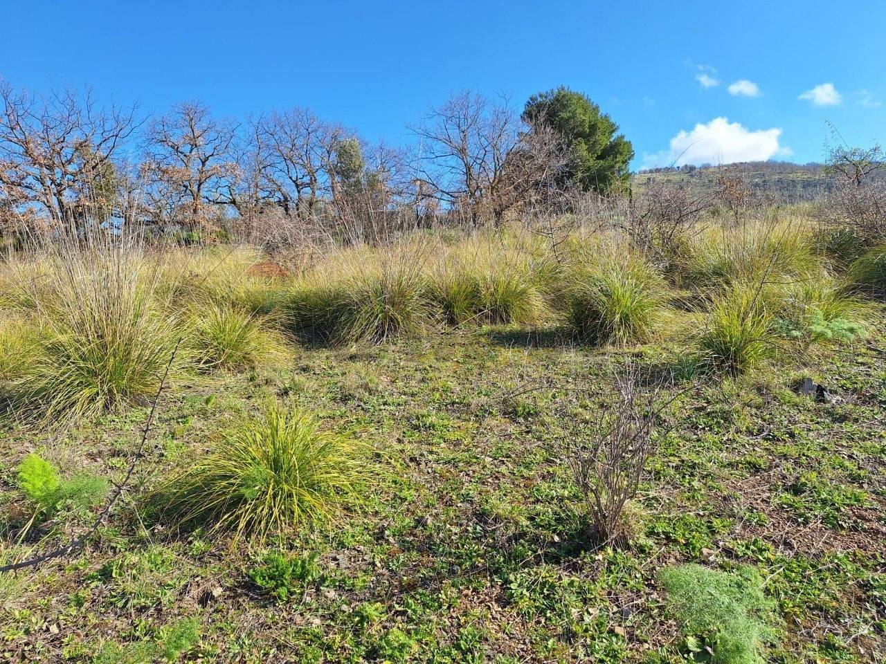 immagine annuncio 4 di 6