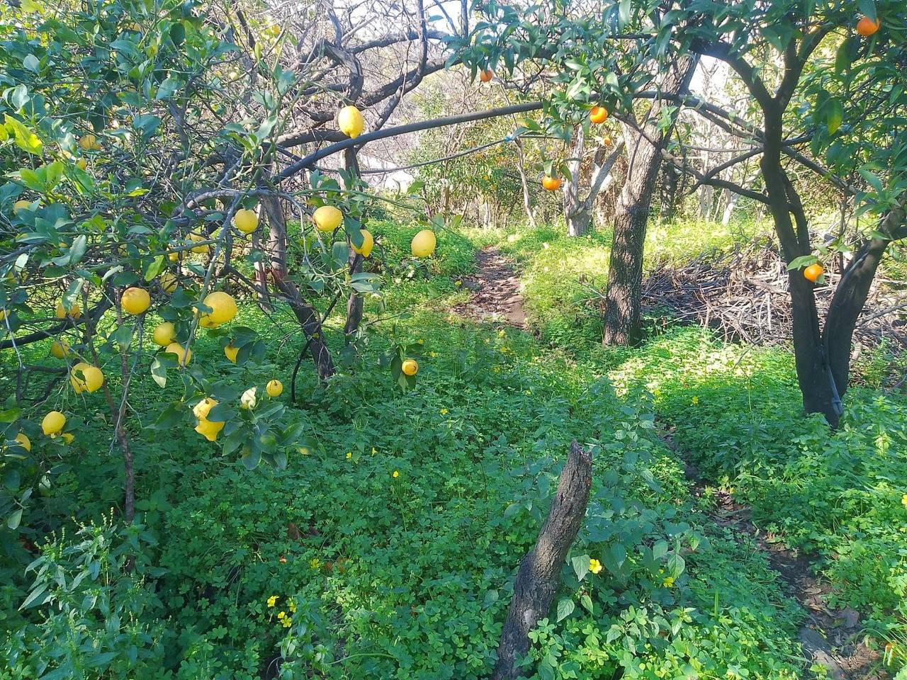 immagine annuncio 7 di 11