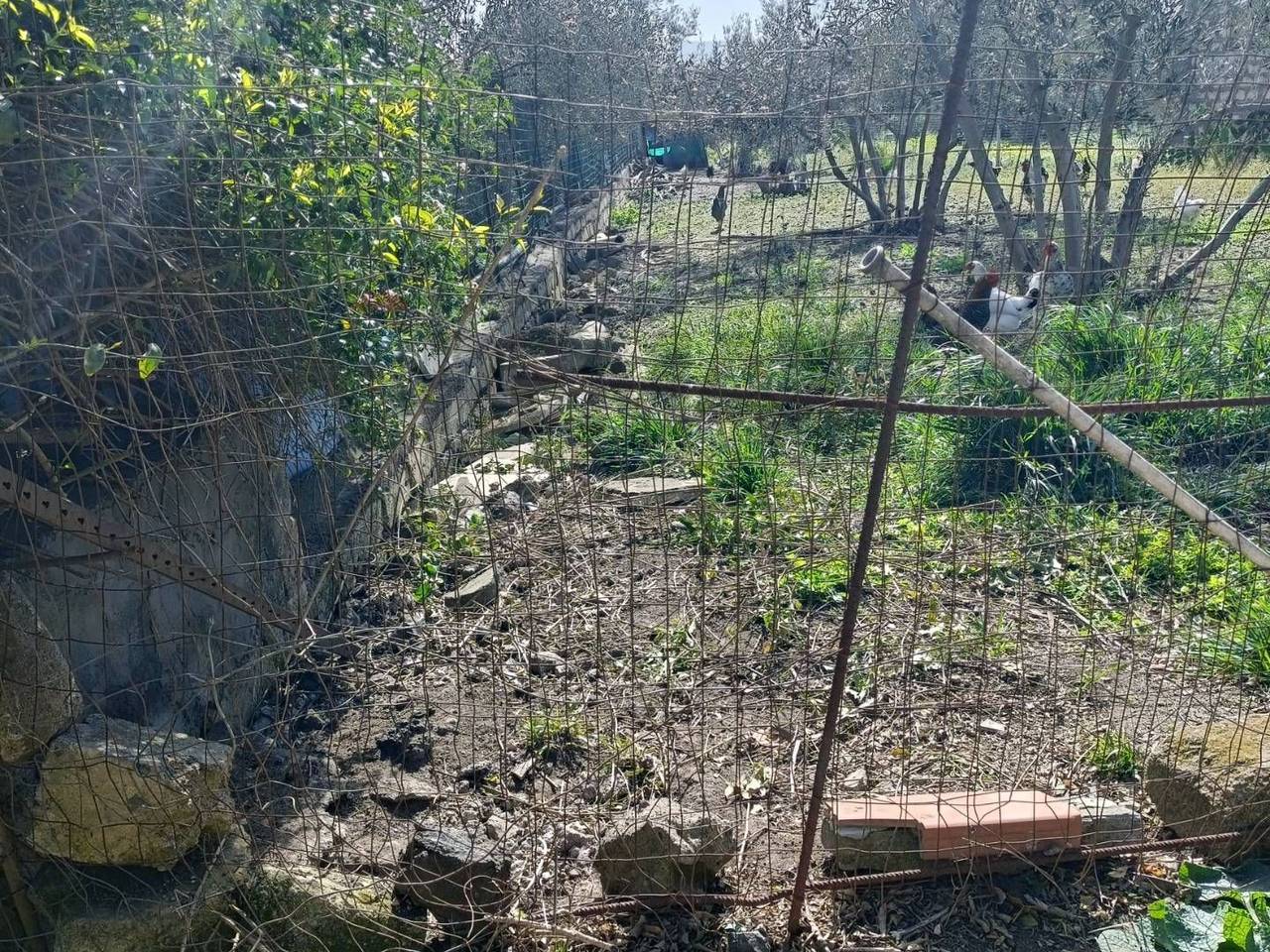 immagine annuncio 13 di 15