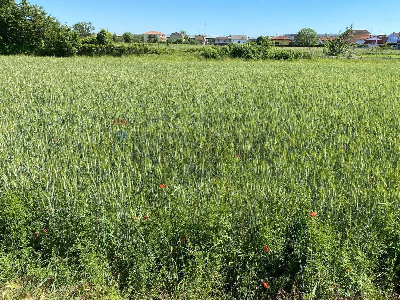 immagine annuncio 7 di 13