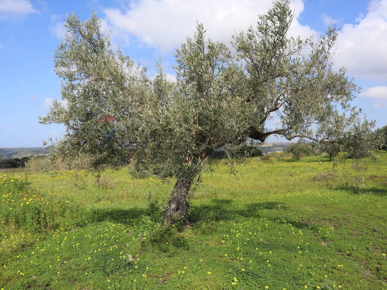 immagine annuncio 9 di 13