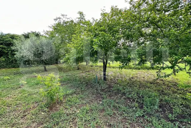 insertion image