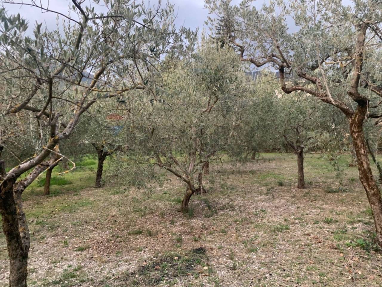 immagine annuncio 12 di 14