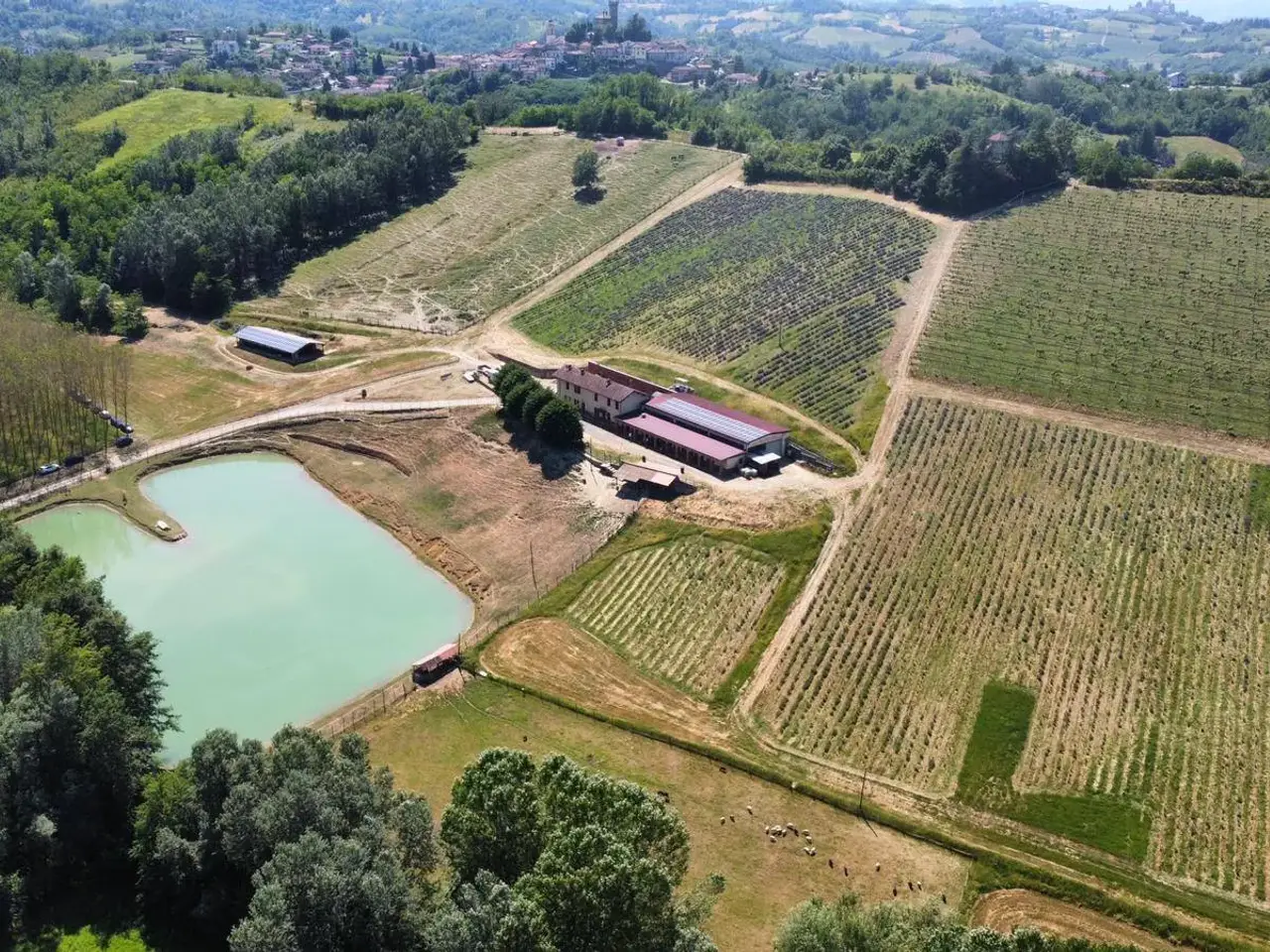 Azienda agricola in Località Mardelloro, Carpeneto, {3} - Foto 2