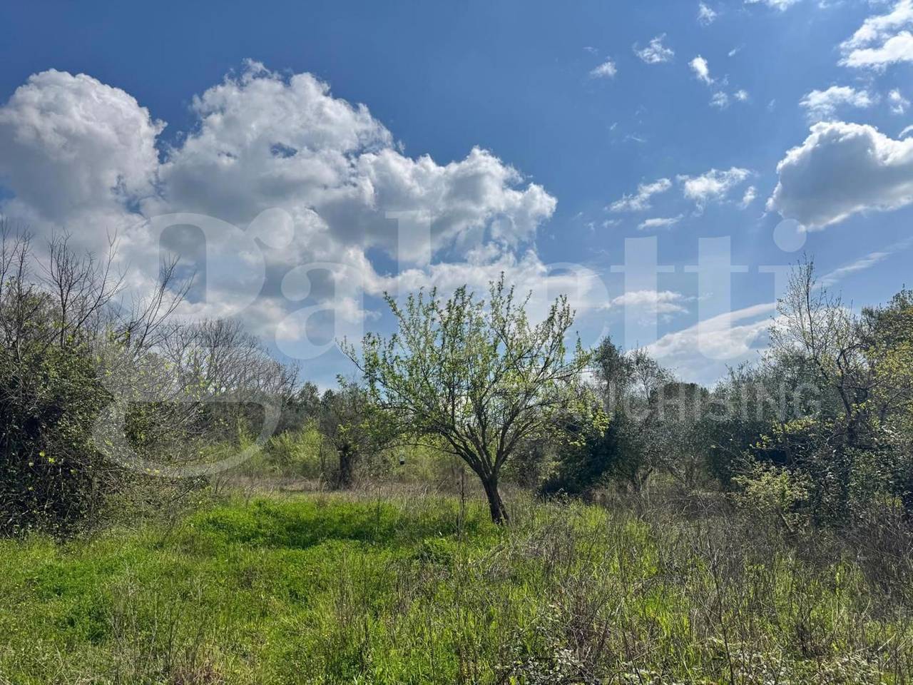 immagine annuncio 4 di 9