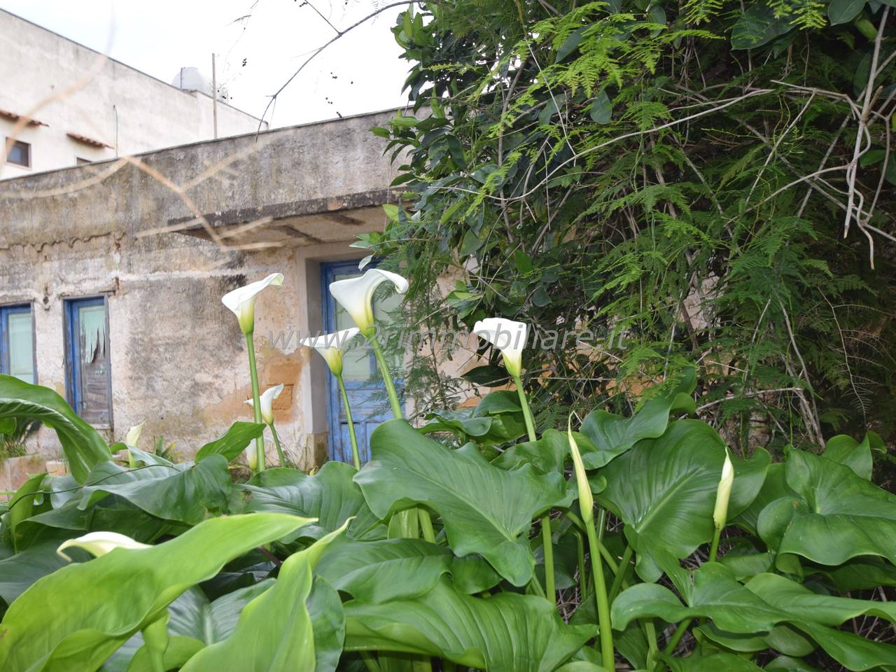 immagine annuncio 3 di 12