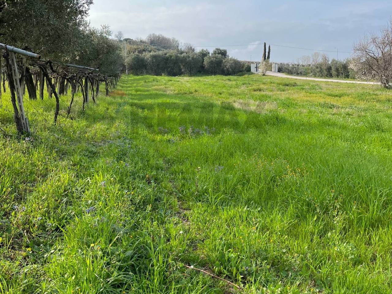 immagine annuncio 4 di 6