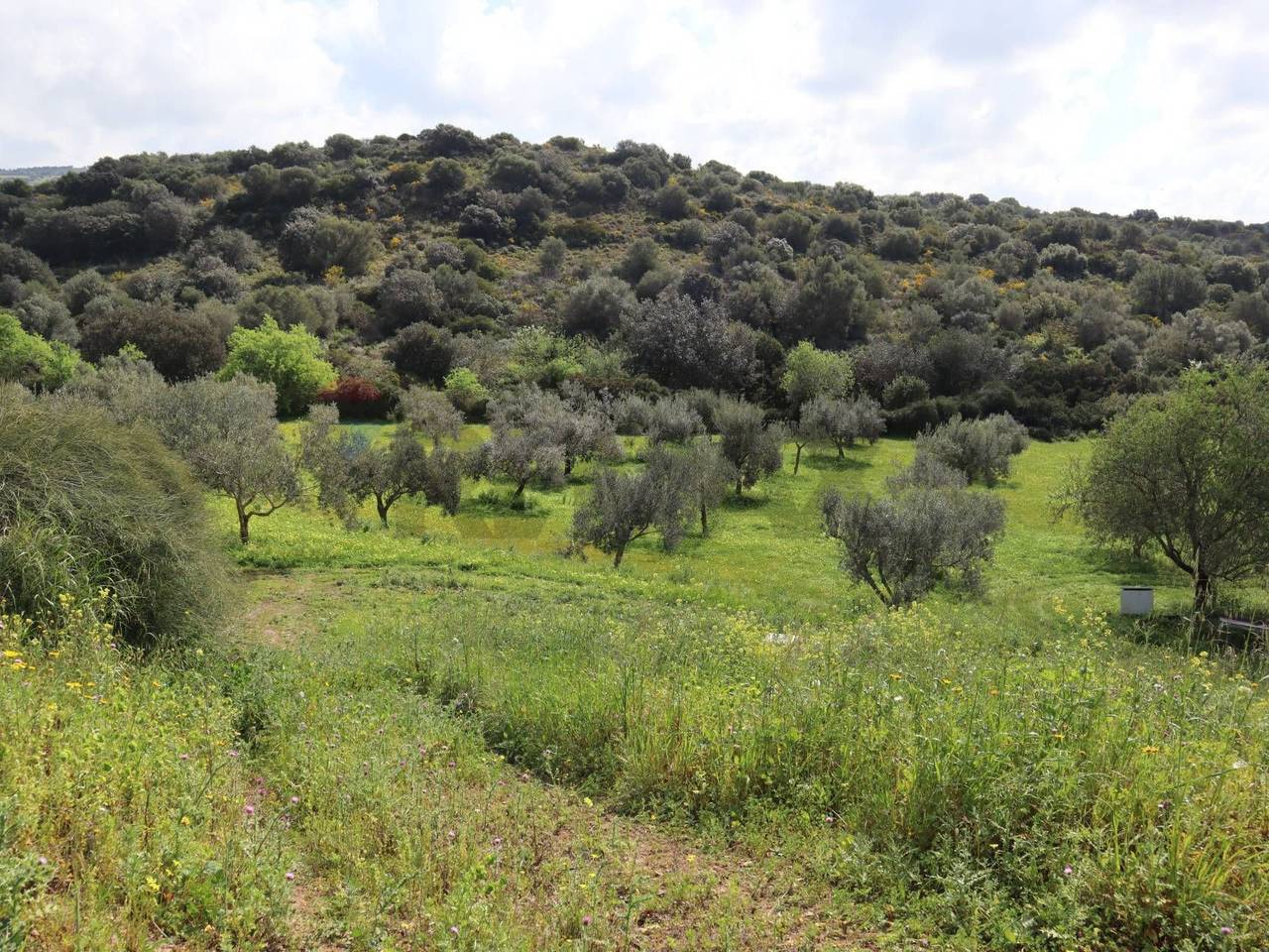 immagine annuncio 11 di 15