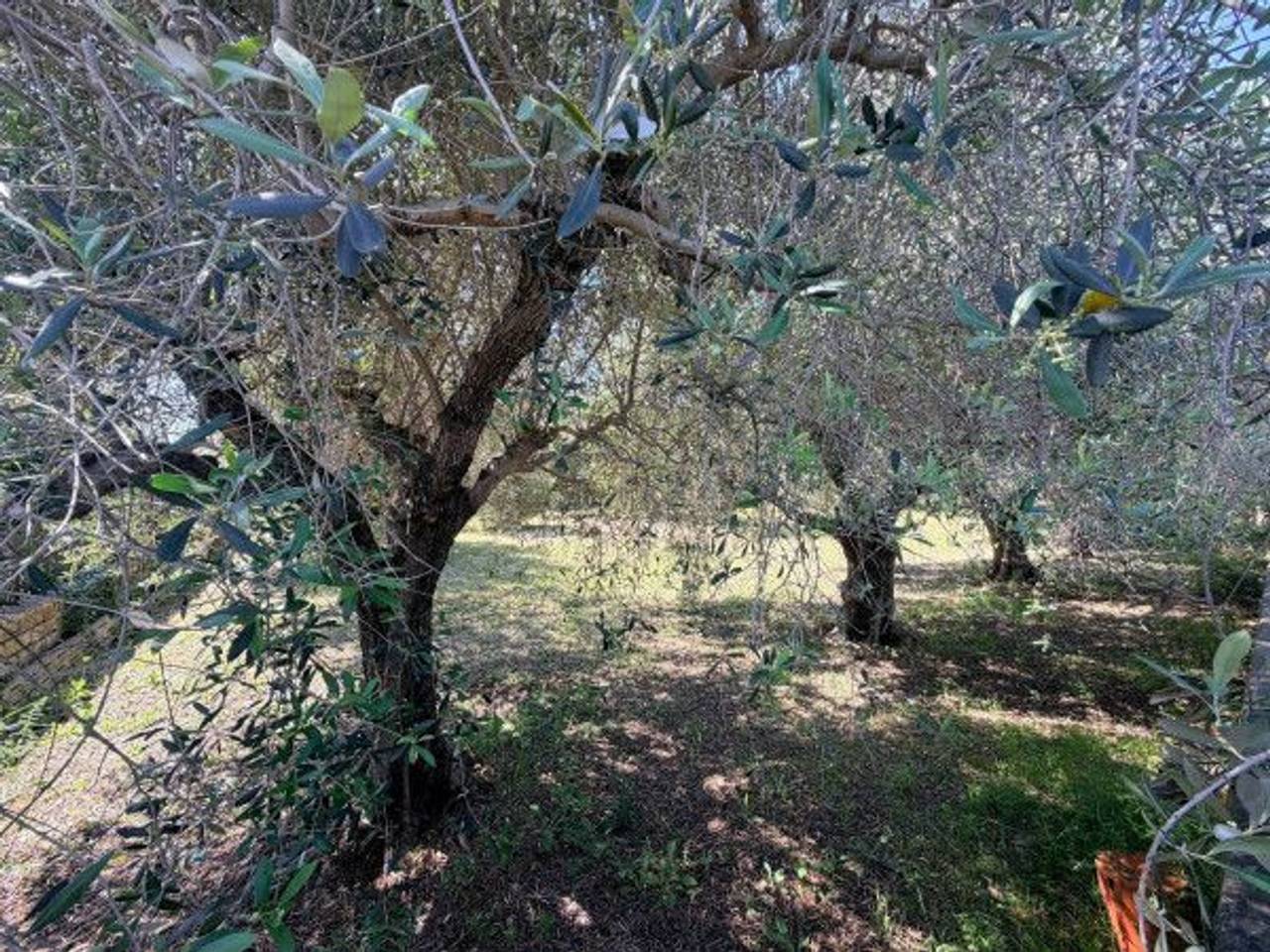 immagine annuncio 5 di 6