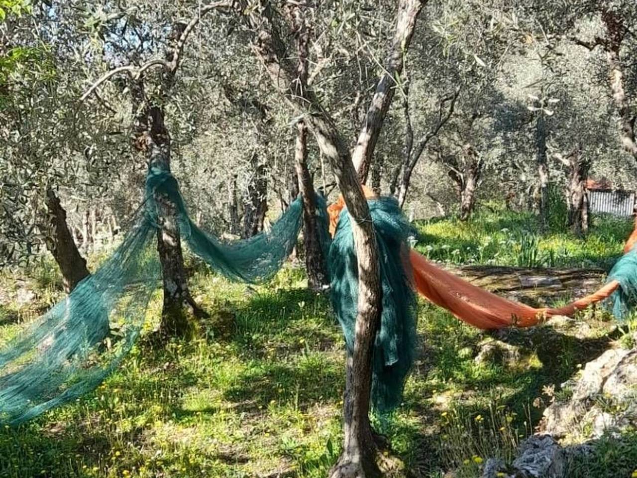 immagine annuncio 2 di 7