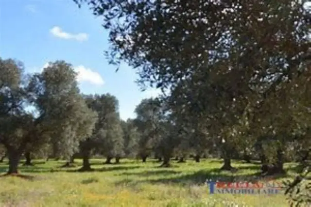 Terreno agricolo in Area Residenziale Vada, Rosignano Marittimo - Foto 1