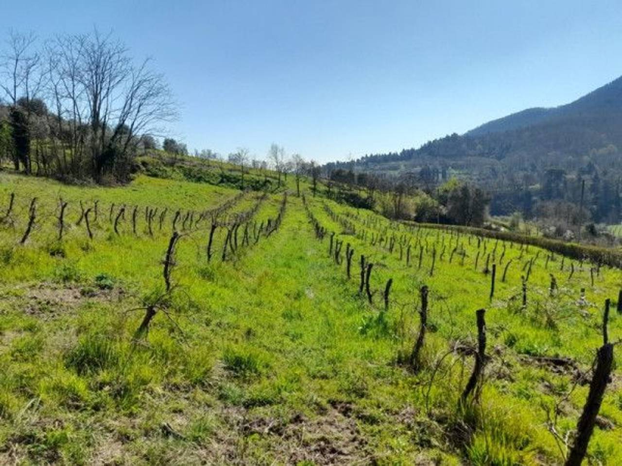 immagine annuncio 5 di 13