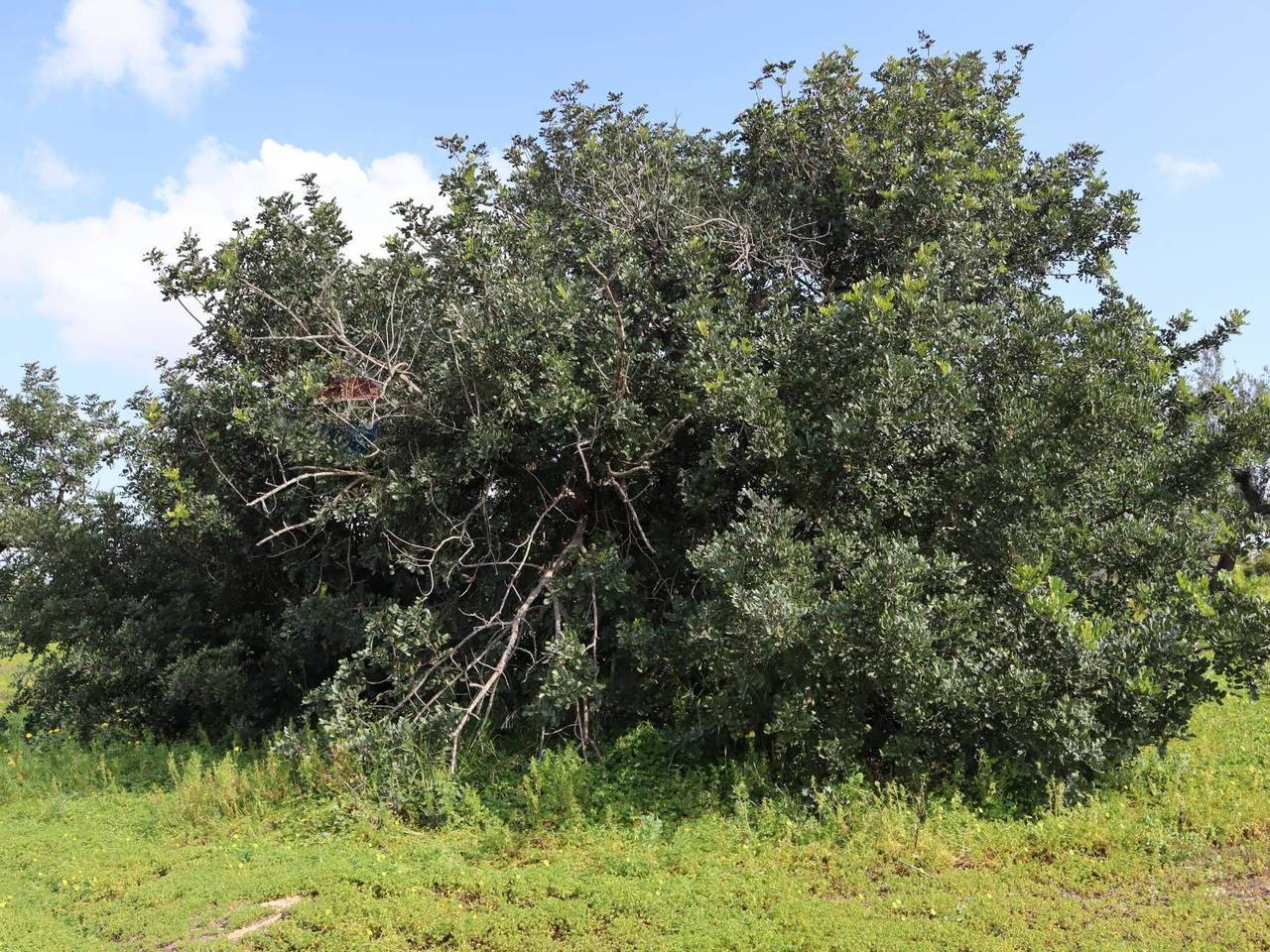 immagine annuncio 10 di 13