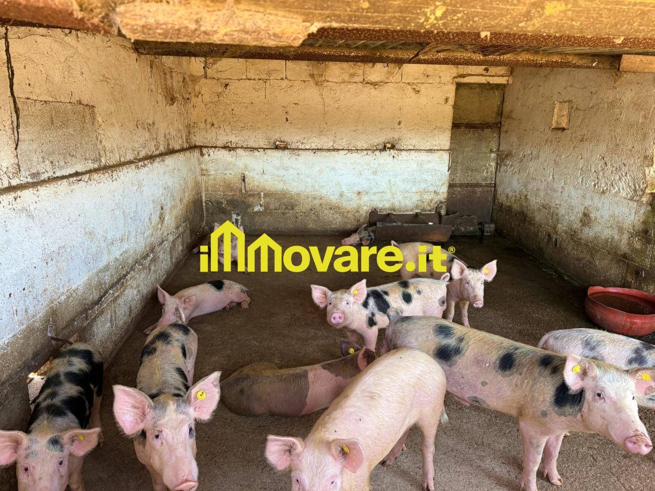 immagine annuncio 13 di 15