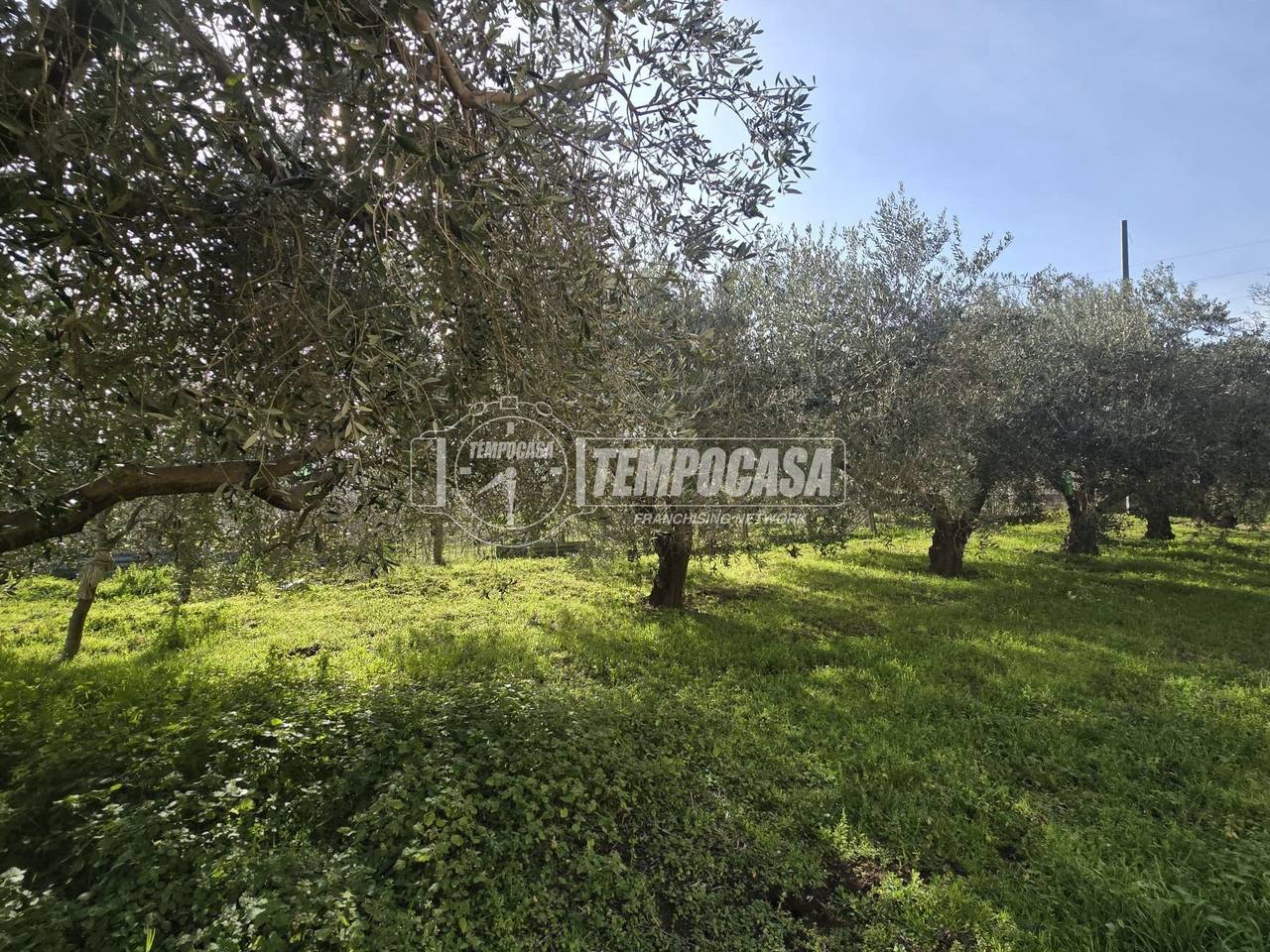 immagine annuncio 6 di 8