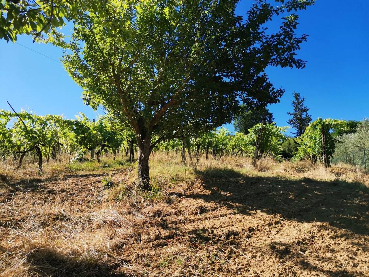 immagine annuncio 10 di 14