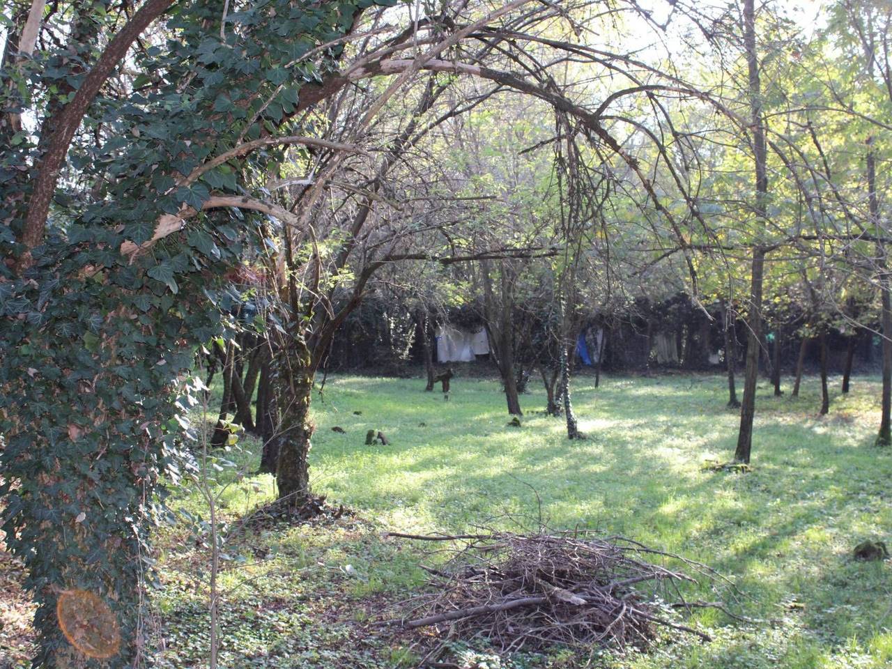 immagine annuncio 5 di 14